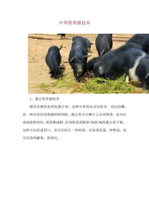 中草药养猪技术