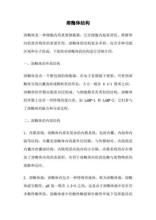 溶酶体结构