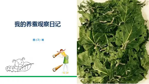 我的养蚕观察日记 ppt课件