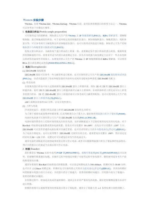 WB实验步骤详解