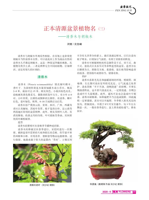 正本清源盆景植物名(三)——清香木与胡椒木