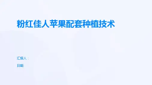 粉红佳人苹果配套种植技术