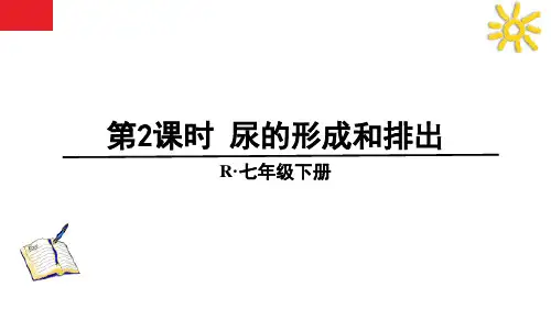 最新人教版七年级生物下册《尿的形成和排出》精品教学课件
