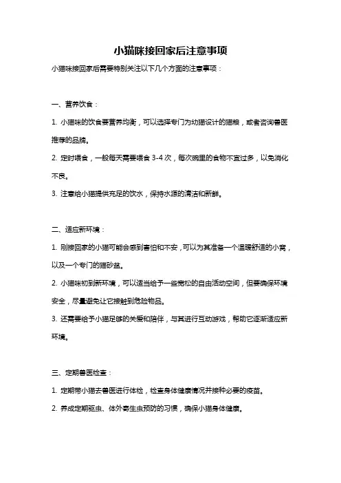 小猫咪接回家后注意事项