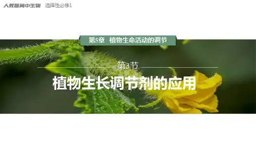 植物生长调节剂的应用课件高二上学期生物人教版选择性必修1