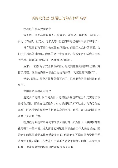买狗没尾巴-没尾巴的狗品种和名字
