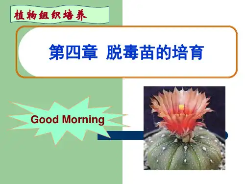 第5章 脱毒苗的培育