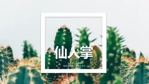 2024年《仙人掌》-美术课件