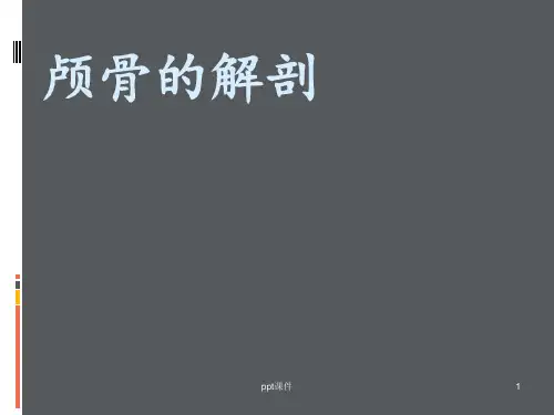 颅骨的解剖  ppt课件