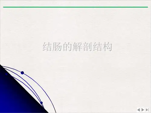 结直肠肛管解剖课件ppt