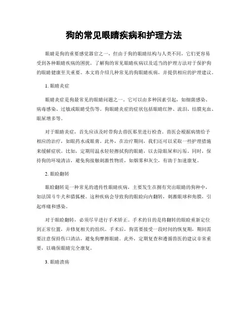 狗的常见眼睛疾病和护理方法