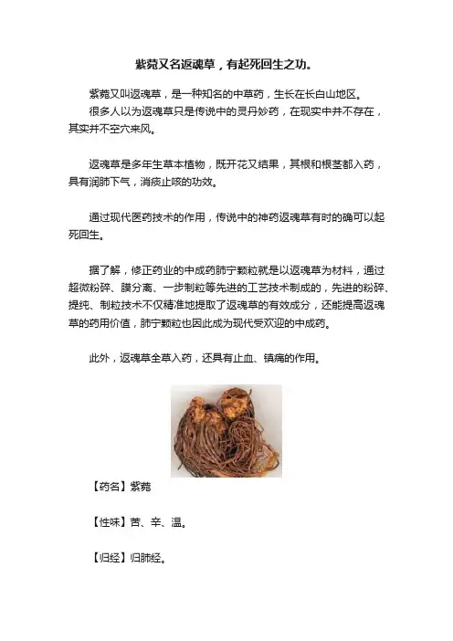 紫菀又名返魂草，有起死回生之功。