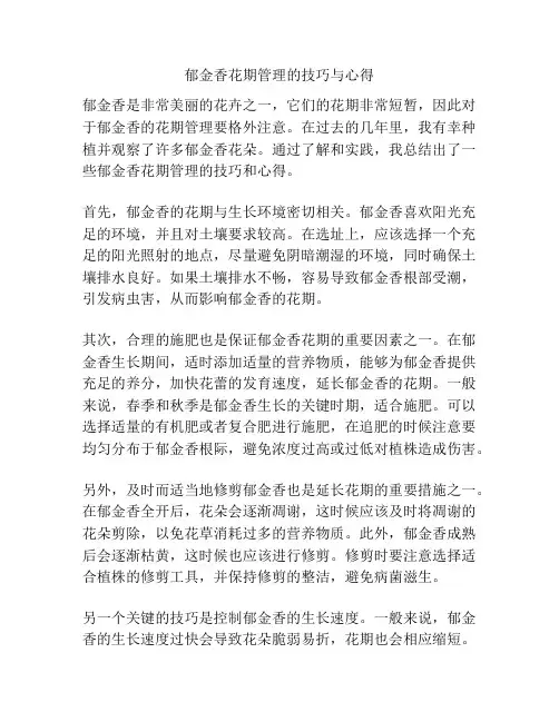 郁金香花期管理的技巧与心得