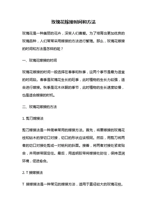 玫瑰花嫁接时间和方法