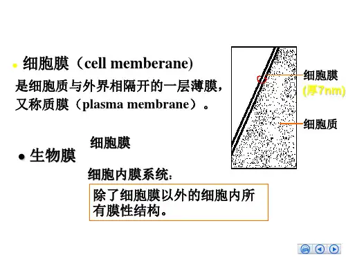 细胞膜的分子生物学