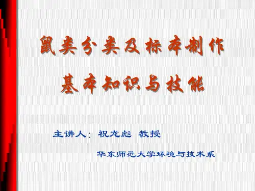 鼠类分类及标本制作