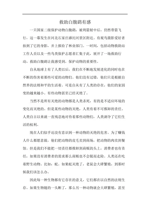 救助白腹鹞有感