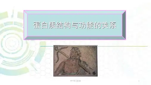 蛋白质结构与功能的关系课件