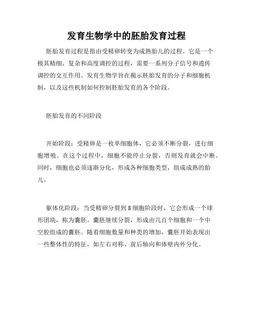 发育生物学中的胚胎发育过程