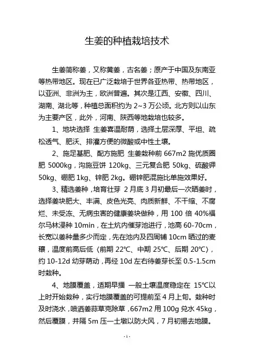 生姜的种植栽培技术