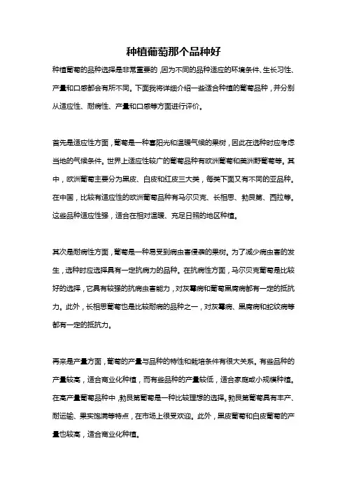 种植葡萄那个品种好