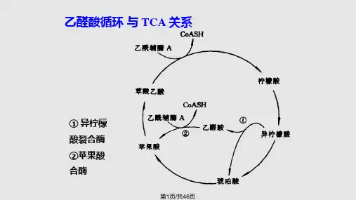糖原的分解和生物合成总PPT课件