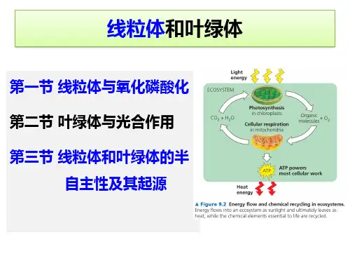 2023年高中生物竞赛课件：线粒体和叶绿体
