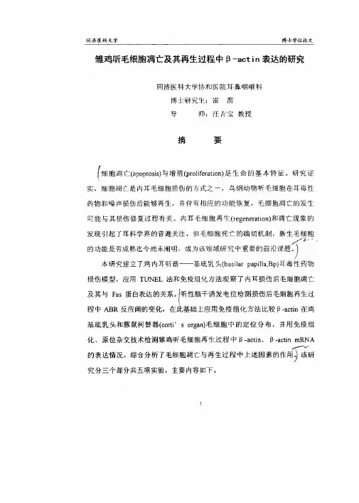 鸡听毛细胞凋亡及再生过程中β-actin表达分析