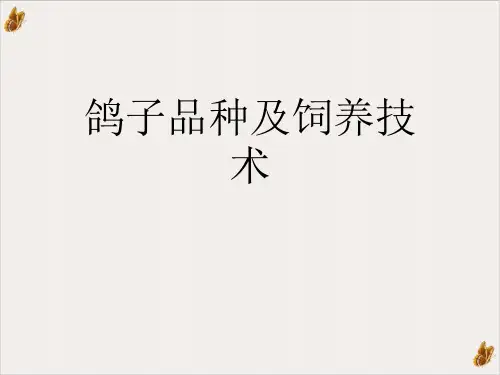 鸽子品种及饲养技术ppt实用课件