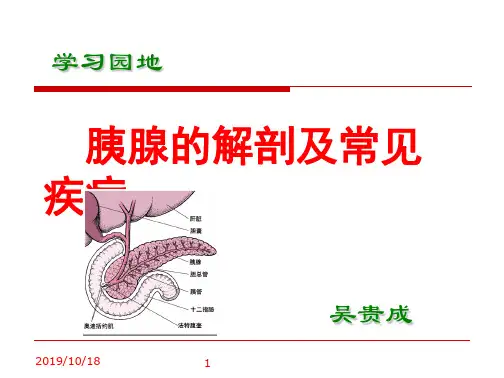 学习_胰腺的解剖及常见疾病(1)