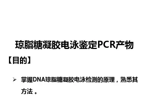 11-琼脂糖凝胶电泳鉴定PCR产物