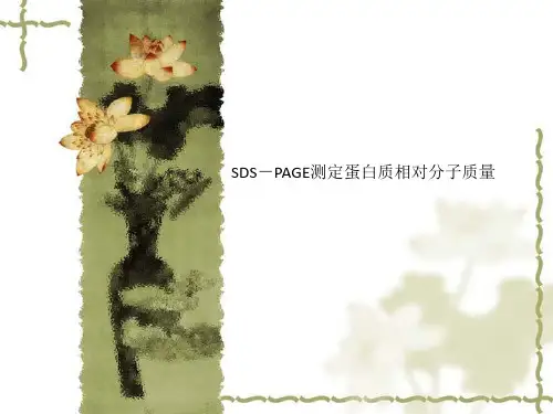 SDS-PAGE测定蛋白质相对分子质量
