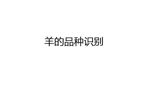 羊的品种识别 ppt课件