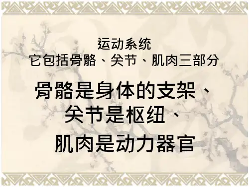 家畜解剖——骨骼