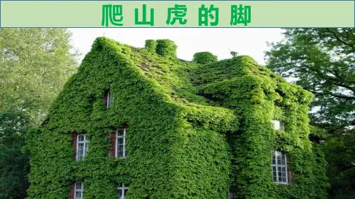 10 爬山虎的脚   课件(共22张PPT)