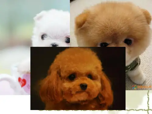 好书推荐《第七条猎狗》(安静雅)