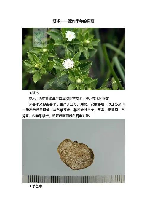 苍术——流传千年的良药