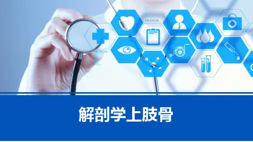 解剖学上肢骨 (二)
