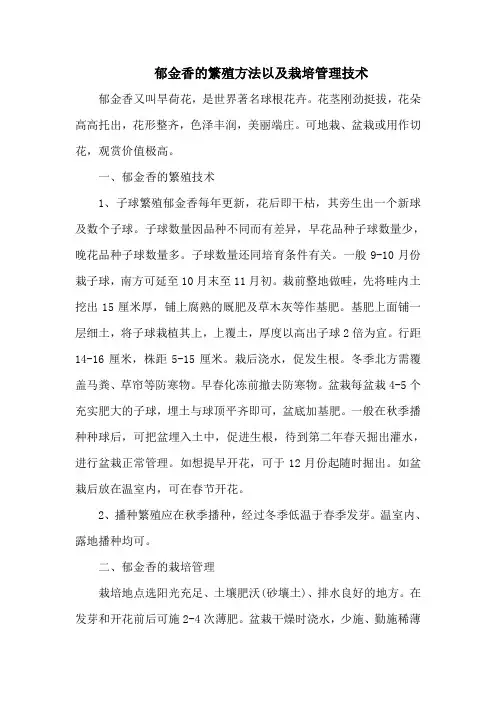 郁金香的繁殖方法以及栽培管理技术
