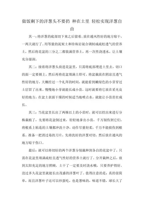 做饭剩下的洋葱头不要扔 种在土里 轻松实现洋葱自由