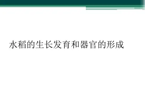 水稻的生长发育和器官的形成