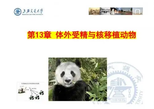 13体外受精与核移植动物