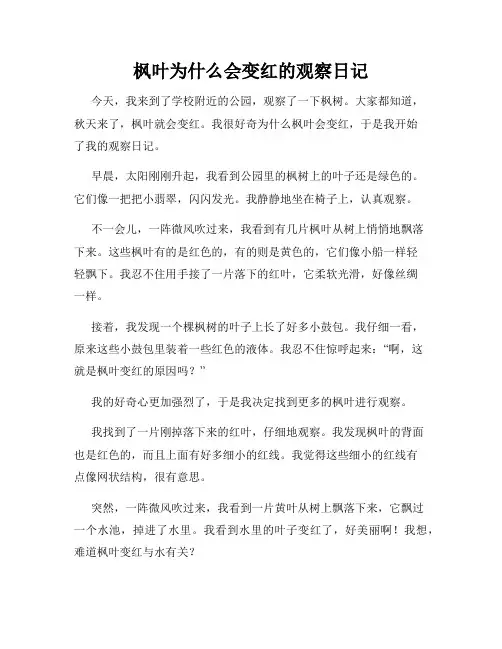 小学三年级作文枫叶为什么会变红的观察日记