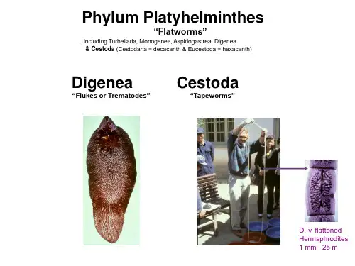 动物寄生虫课件：绦虫总论+猪绦虫+牛羊绦虫