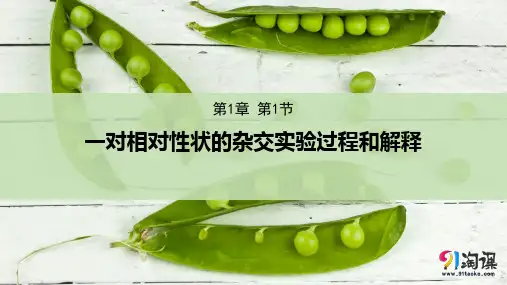 原创10：1.1.1 一对相对性状的杂交实验过程和解释
