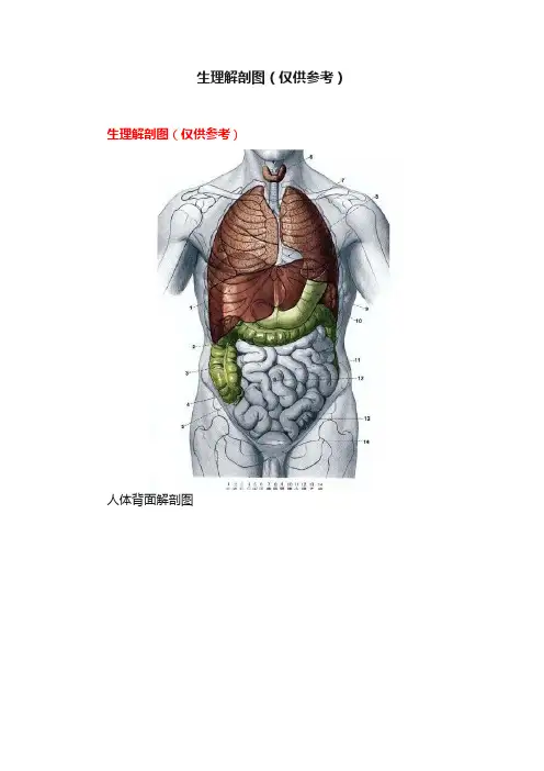 生理解剖图（仅供参考）