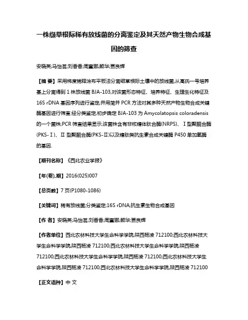 一株缬草根际稀有放线菌的分离鉴定及其天然产物生物合成基因的筛查