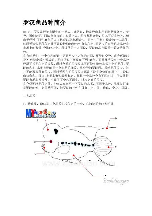 罗汉鱼品种简介