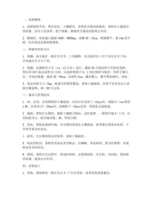 种植黄柏管理技术要点