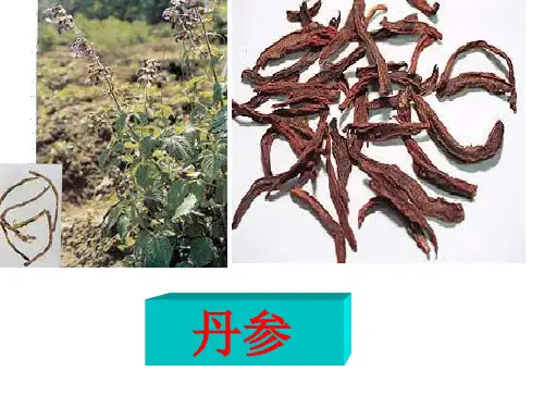 丹参PPT课件